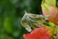 Feuille de glace